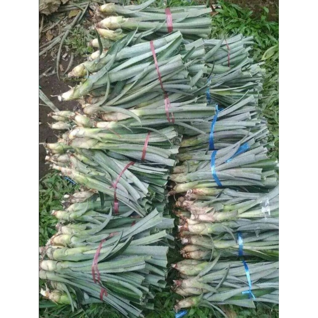 75 batang bibit nanas subang smooth cayyene