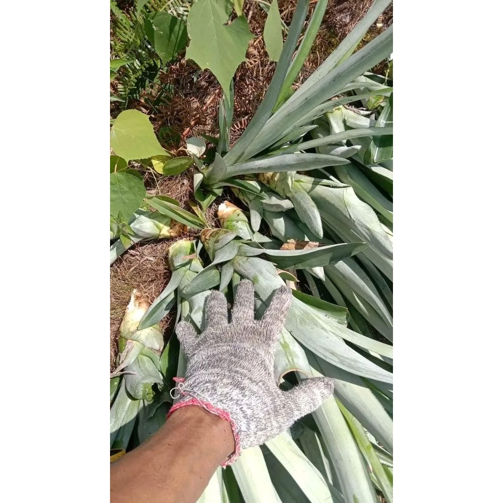 100 Batang bibit nanas subang