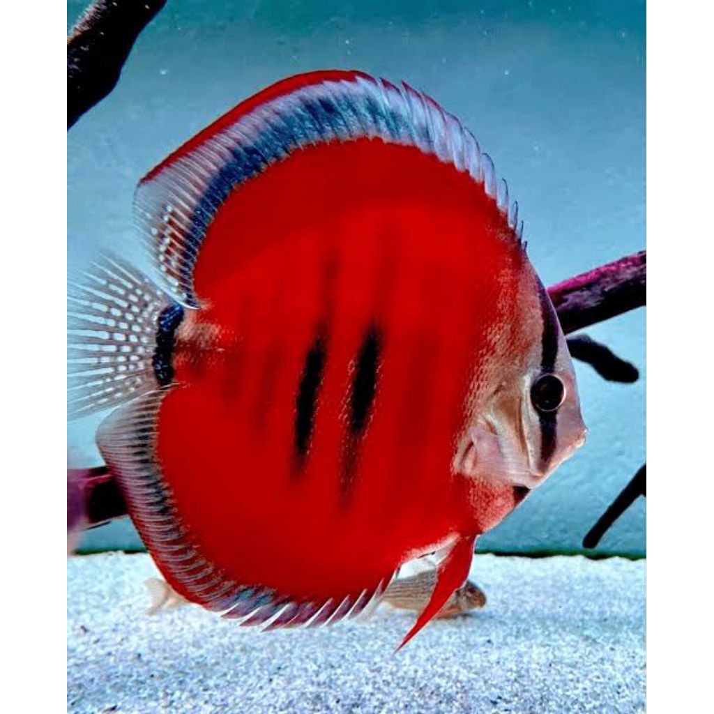 discus super ( sun bluriem)