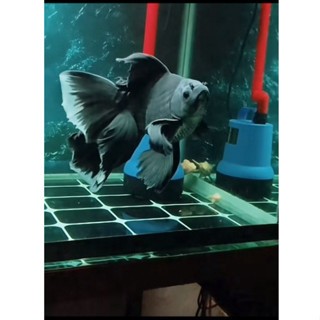 Ikan Hias Air Tawar Butterfly Koi Black Karasu