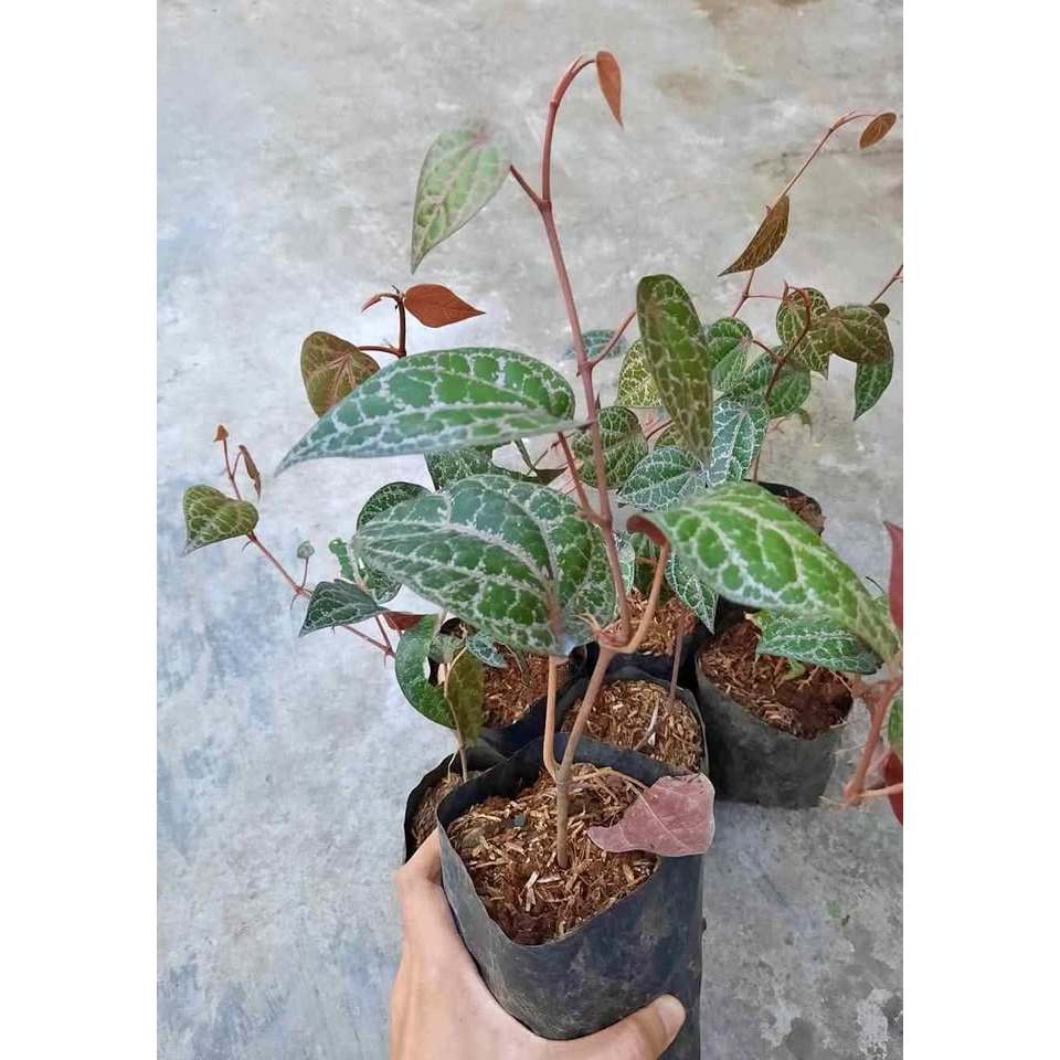 Tanaman Herbal Sirih Merah / Tanaman Sirih Merah Hidup