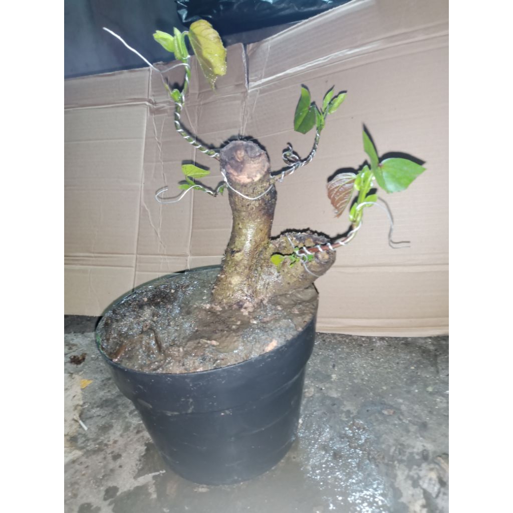 Promo Bahan bonsai waru besar pic sesuai gambar sudah hidup