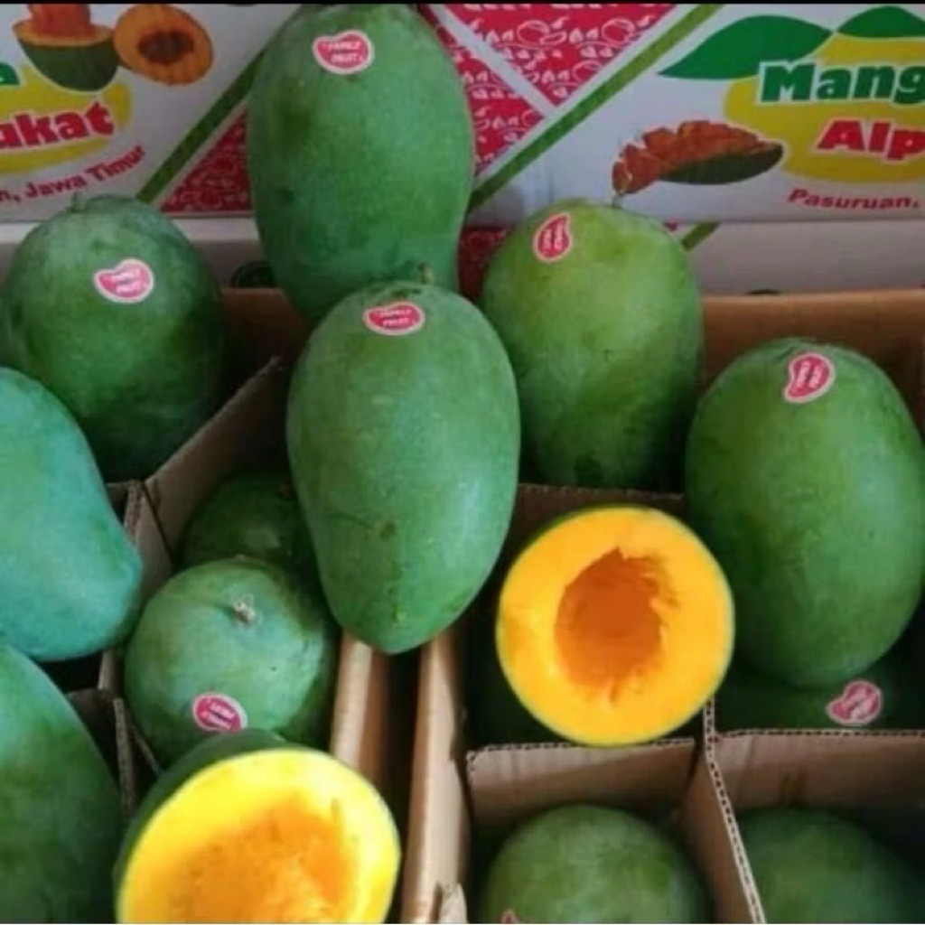 mangga gadung / mangga alpukat