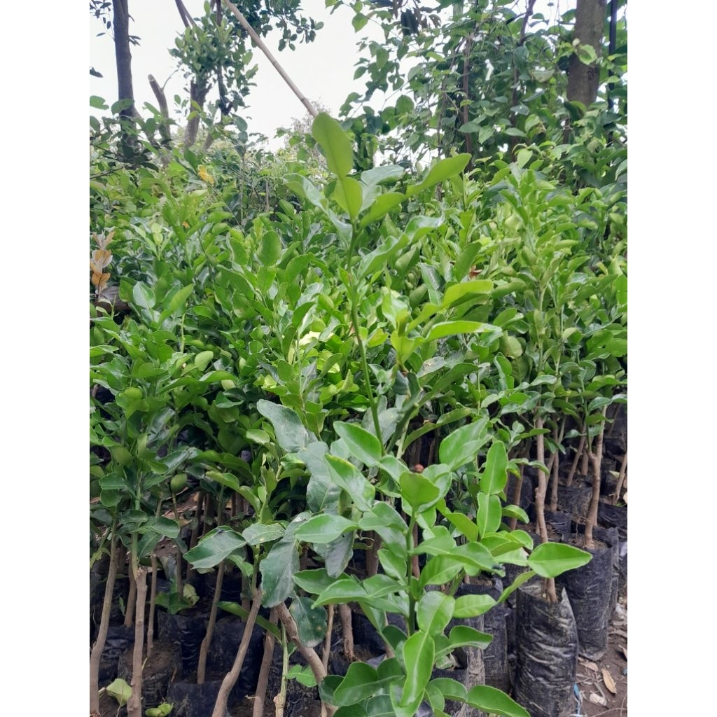 jeruk purut bibit / jeruk purut siap tanam tinggi 80 sampai 1 meter