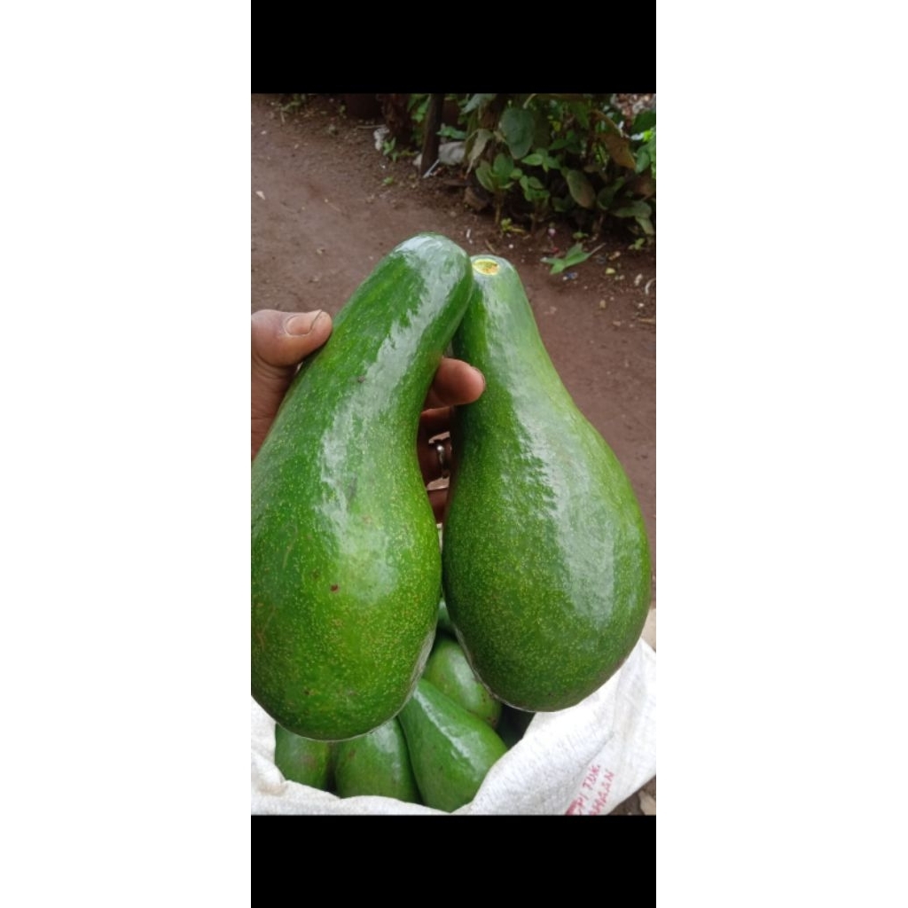 alpukat aligator 1kg isi1-2