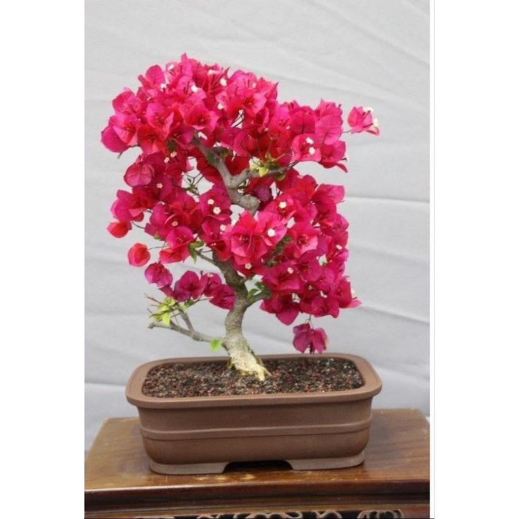 Tanaman Hias Bugenvil Bunga Kertas - Tanaman Bugenvil Import - Bunga Bugenvil - Bunga Hias Bougenvil