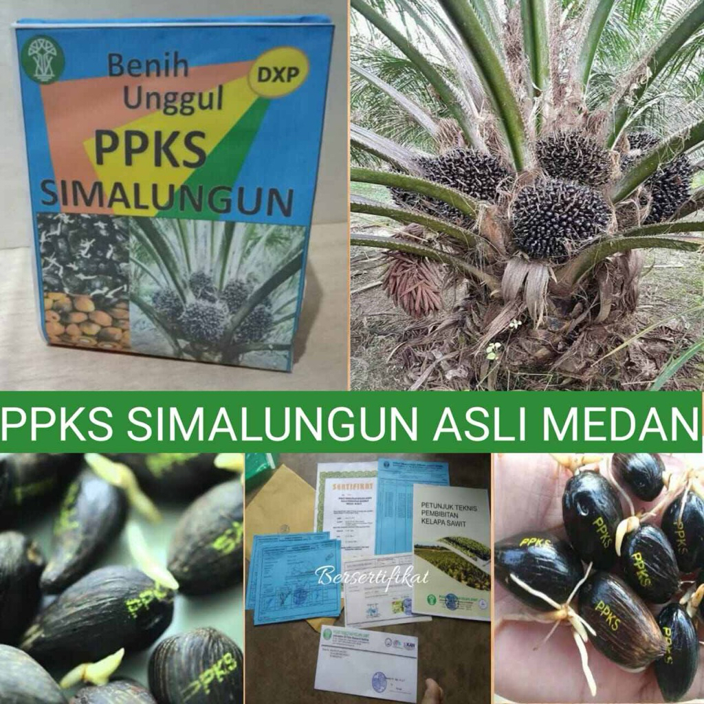 benih bibit sawit ppks simalungun unggul