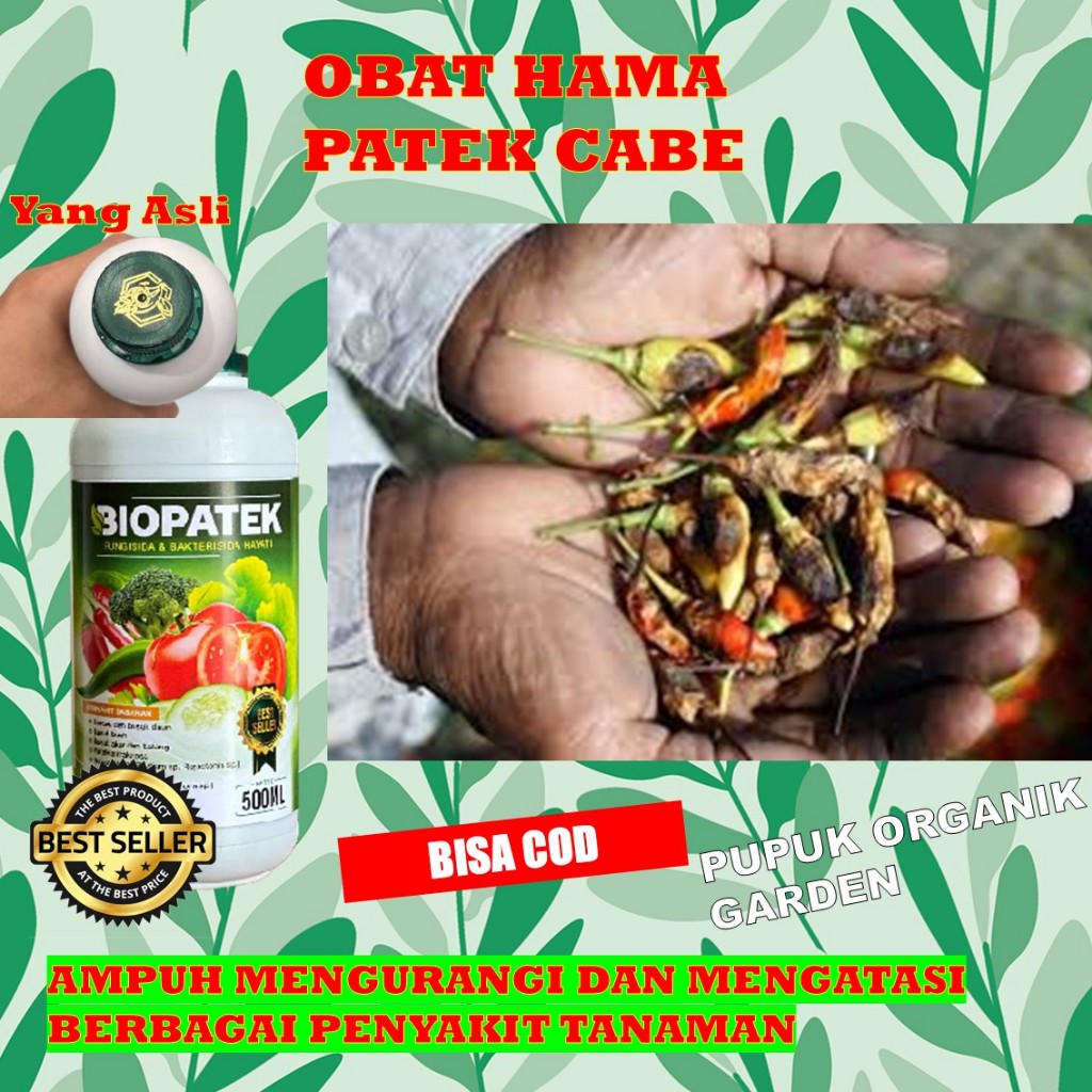 OBAT HAMA PATEK CABE ALAMI > OBAT PATEK CABE AMPUH > OBAT PATEK CABE ORGANIK - NOPATEK ASLI