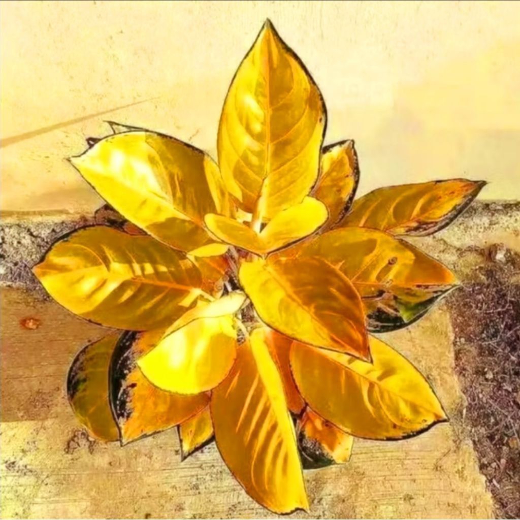 promo bibit bonggol aglo sultan brunei