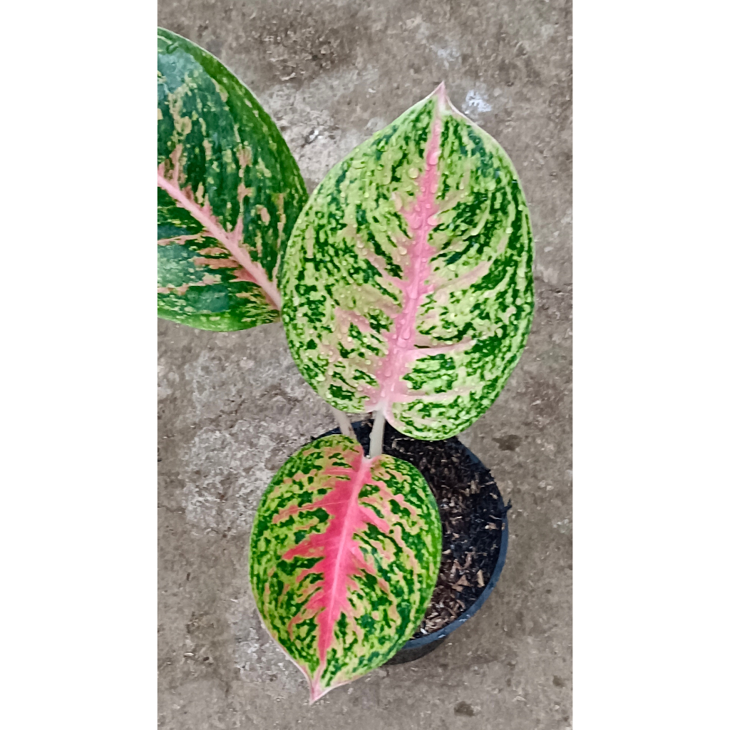 AGLAONEMA "BIG PAPA"