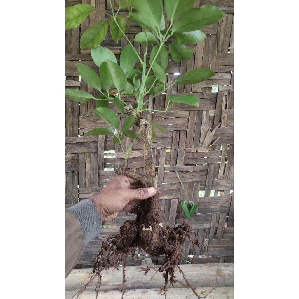 bibit tanaman Tlogosari realpic sesuai gambar