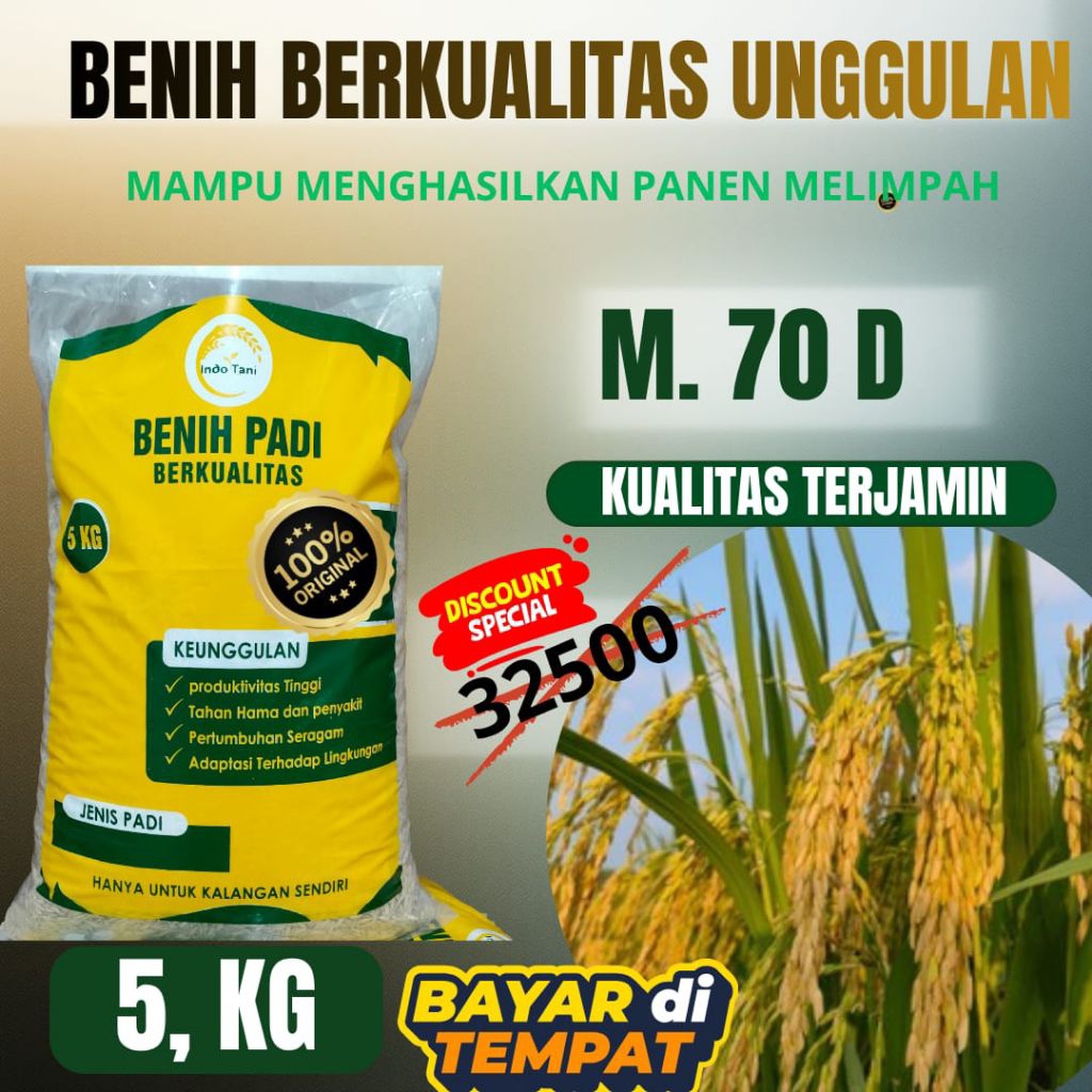 Benih padi M 70-D benih padi unggul berkualitas note 5Kg