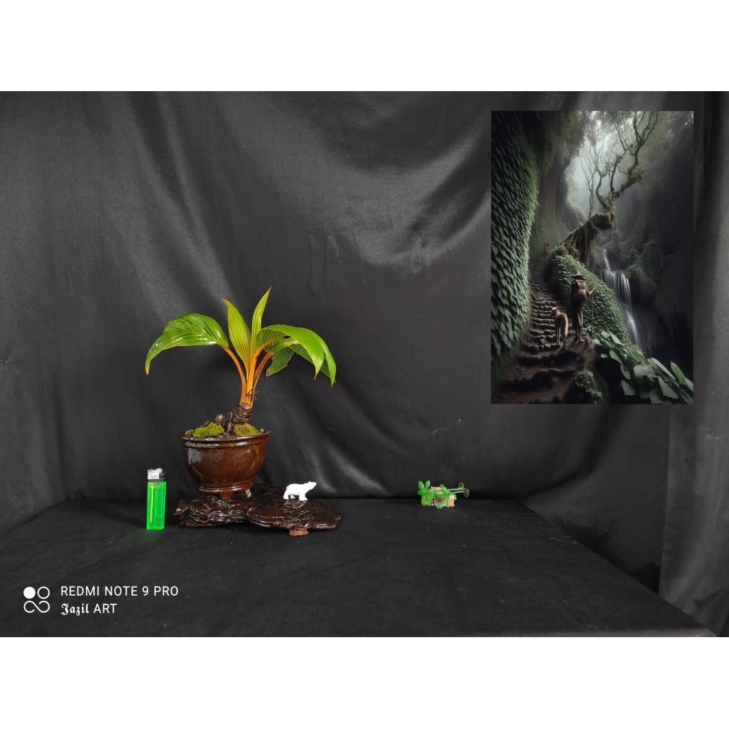 bonsai kelapa gading oren