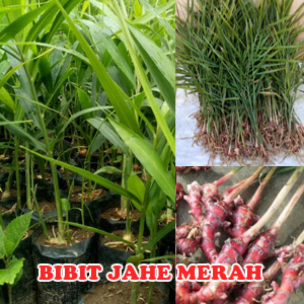 bibit jahe merah super