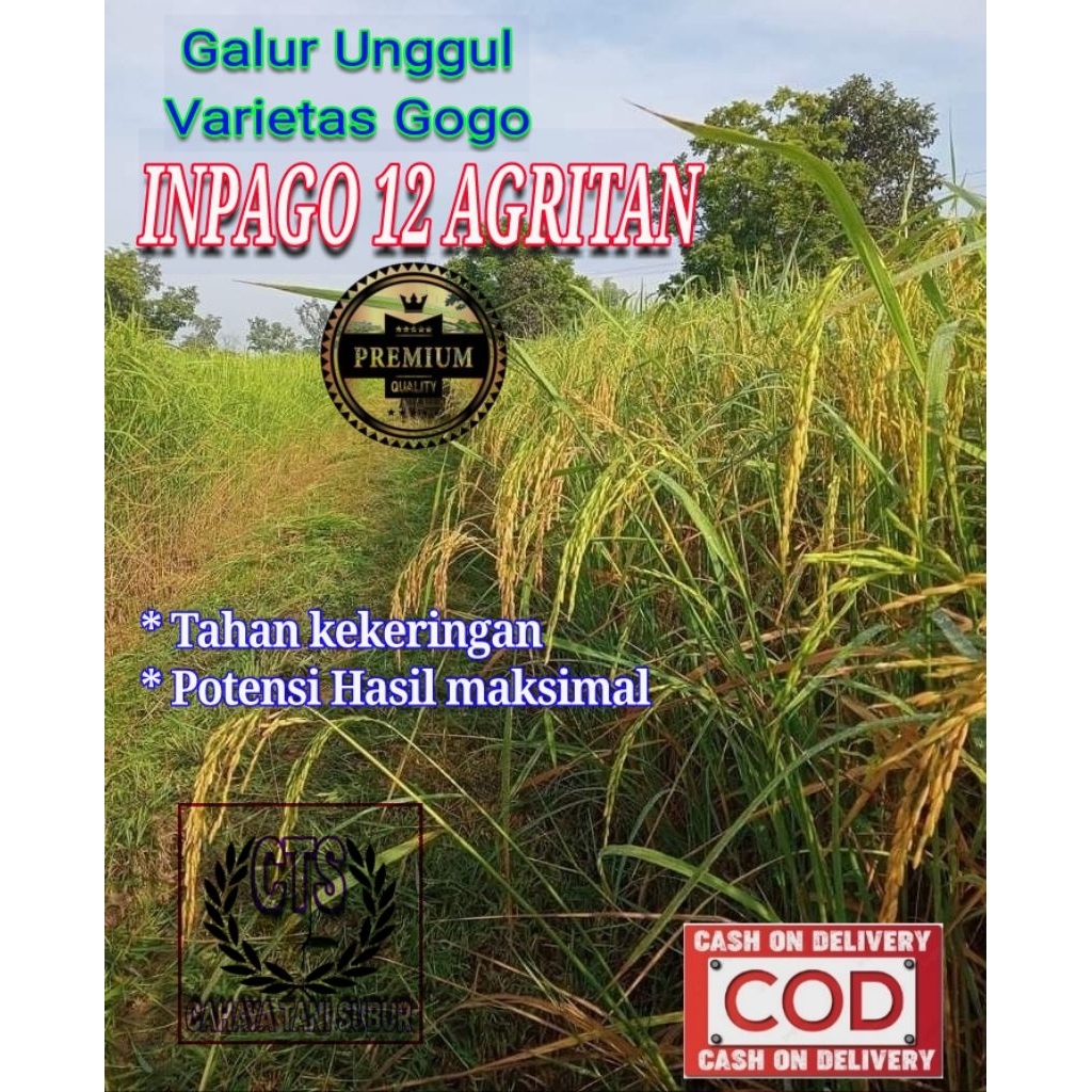Inpago12 Agritan Benih Padi Bibit Unggul (5kg)