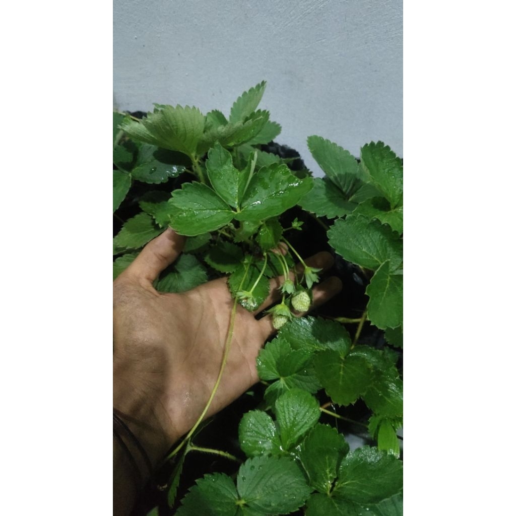 bibit strawberry dataran rendah