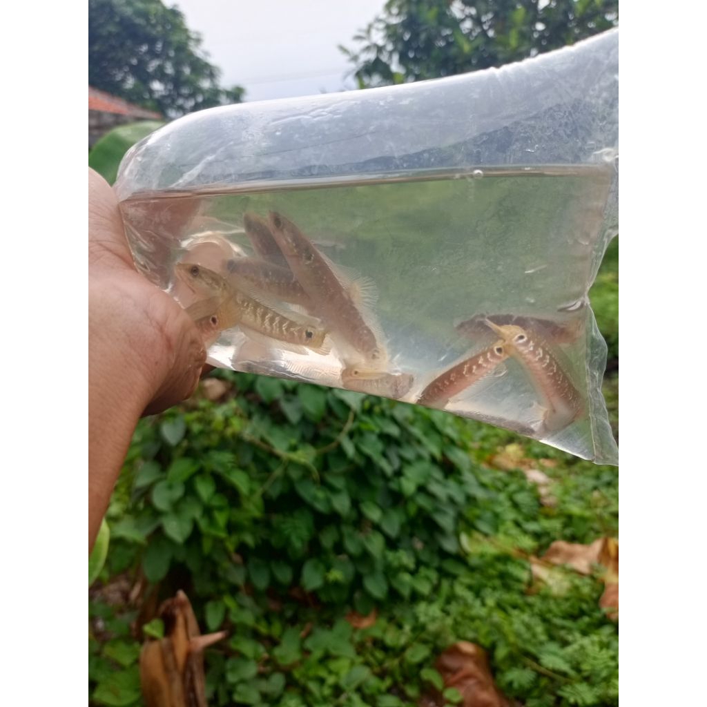 channa asiatica ws 5-6cm