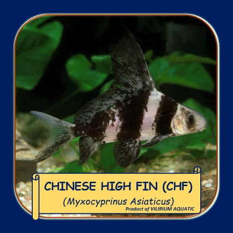 IKAN HIAS AIR TAWAR - CHINESE HIGH FIN (CHF) / CHINESE HIGH FIN BANDED SHARK (IKAN TANKMATE PREDATOR