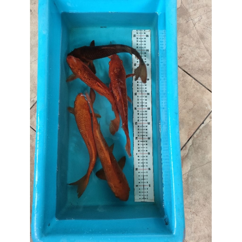 ikan koi chagoi penjinak kolam