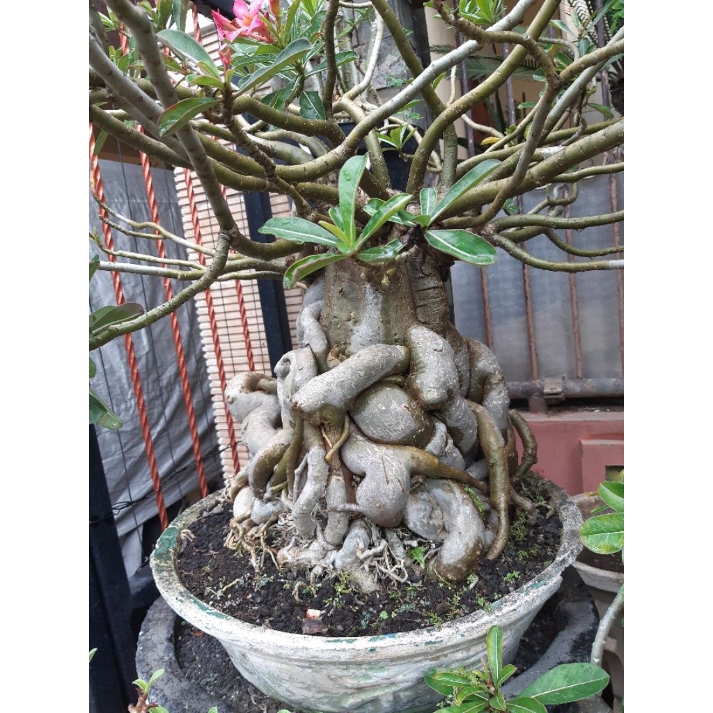 bonsai adenium jumbo pot 70 bonggol unik