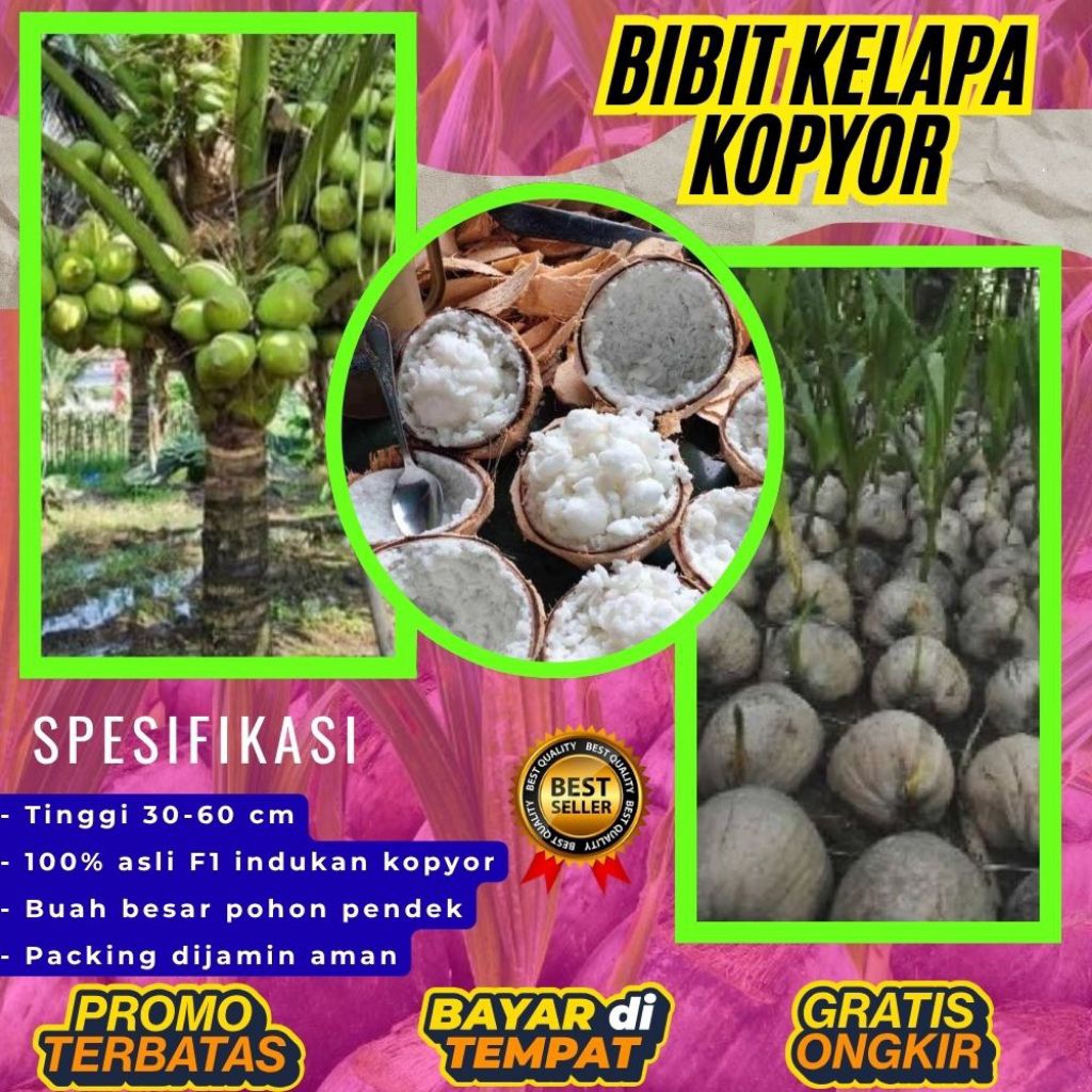 KUALITAS UNGGULAN  Bibit Kelapa Kopyor Madu, Bibit Kelapa Kopyor Super, Bibit Kelapa Kopyor Terdekat