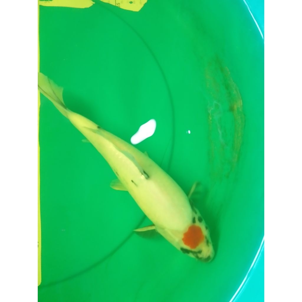 Ikan koi jenis Tancho Showa 32cm HQ