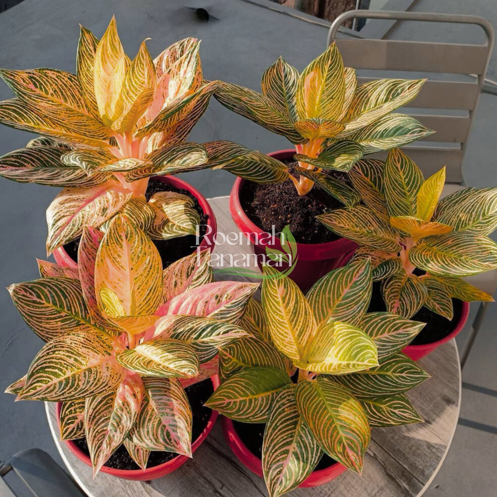 Aglaonema golden hope 1 daun