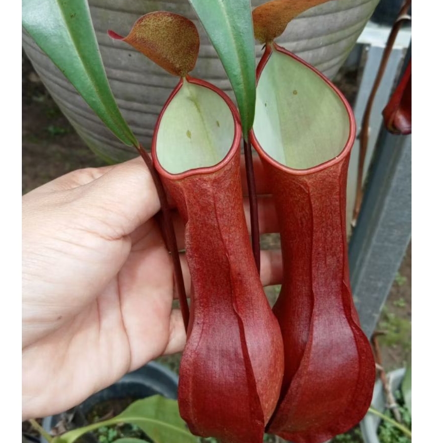 Nepenthes Reinwardtiana Red Kantong Semar