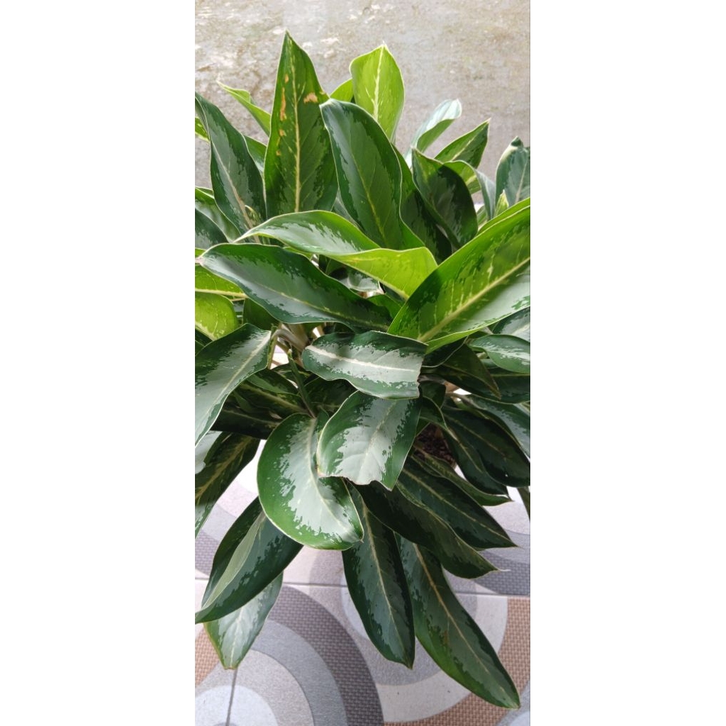 Tanaman Hias / Bunga Aglonema Diven Silver