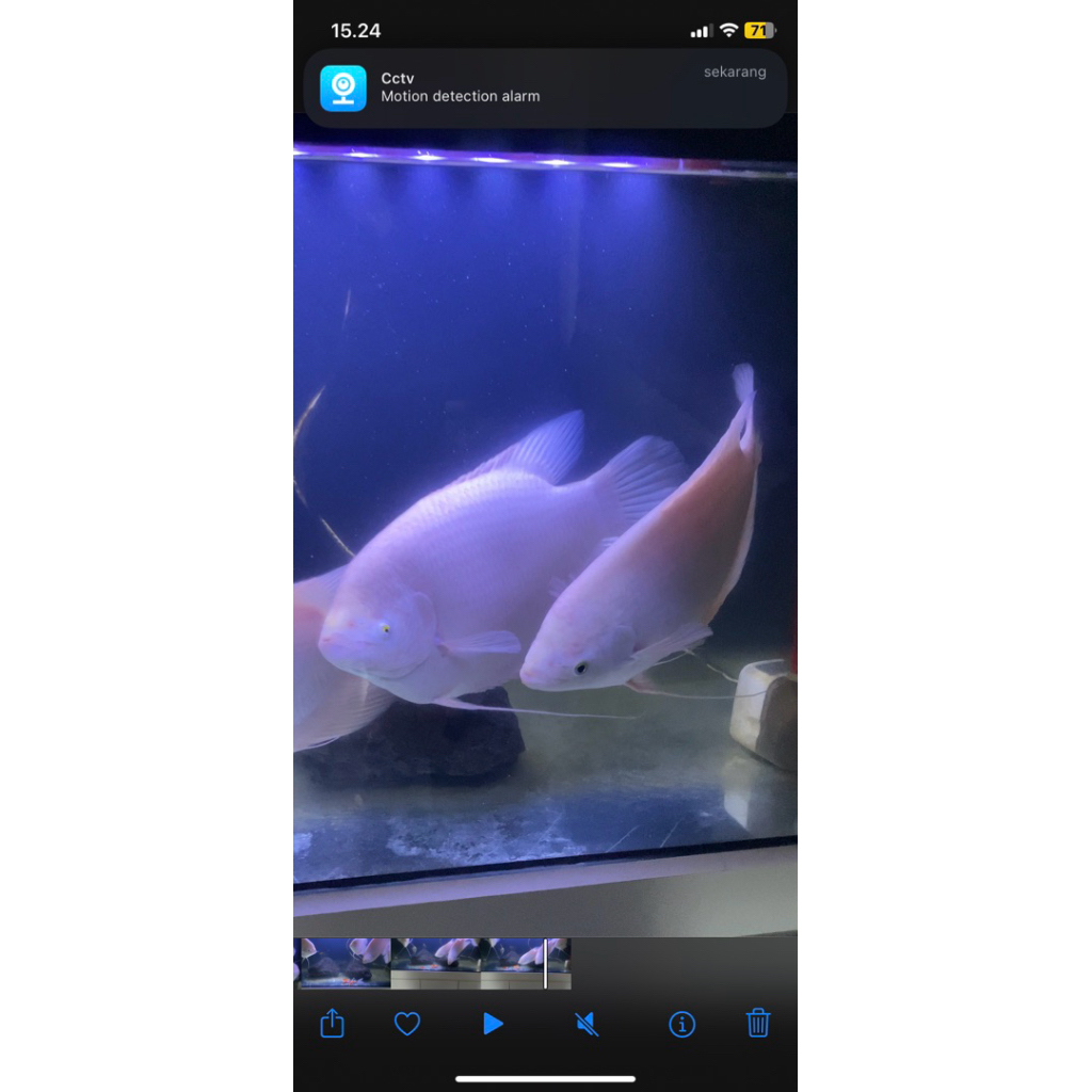 gurame padang size jumbo sudah besar besar