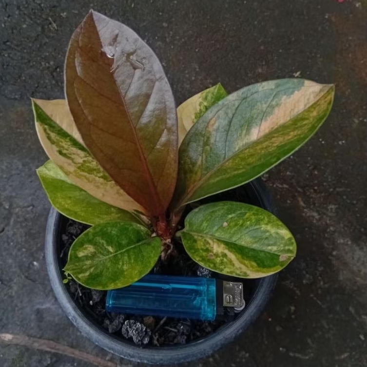 Anthurium Jemani Varigata Hybrid Pink Real pict