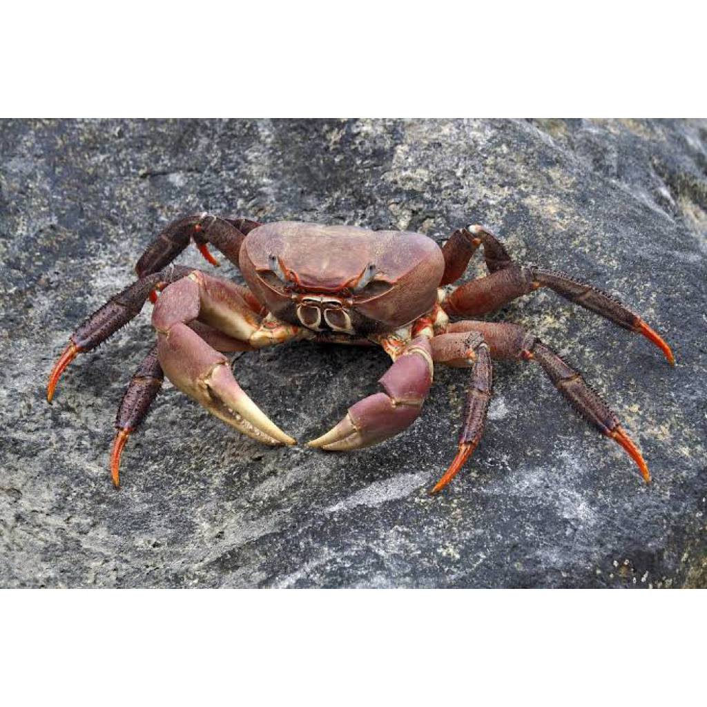 hiasan aquarium kepiting hias cardisoma carnifex