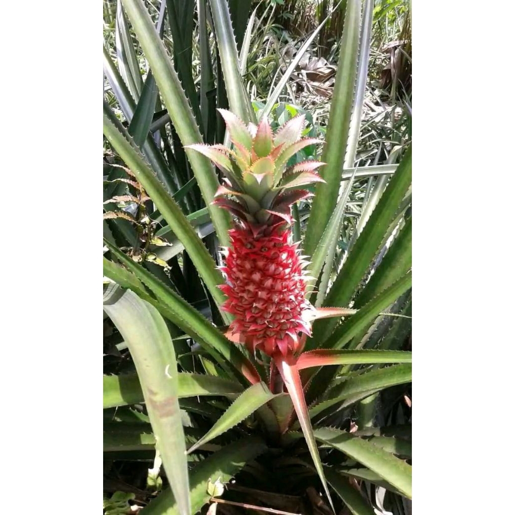 Bibit Buah Nanas Merah Nanas Raja