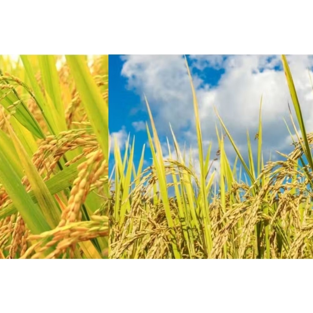 gabah beras merah 1 liter