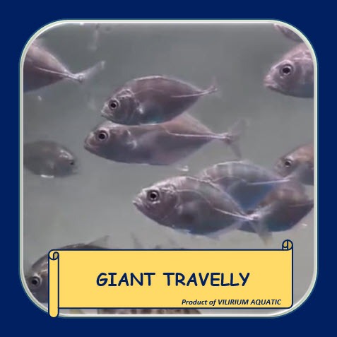 IKAN HIAS AIR TAWAR - GIANT TRAVELLY (GT) FRESH WATER