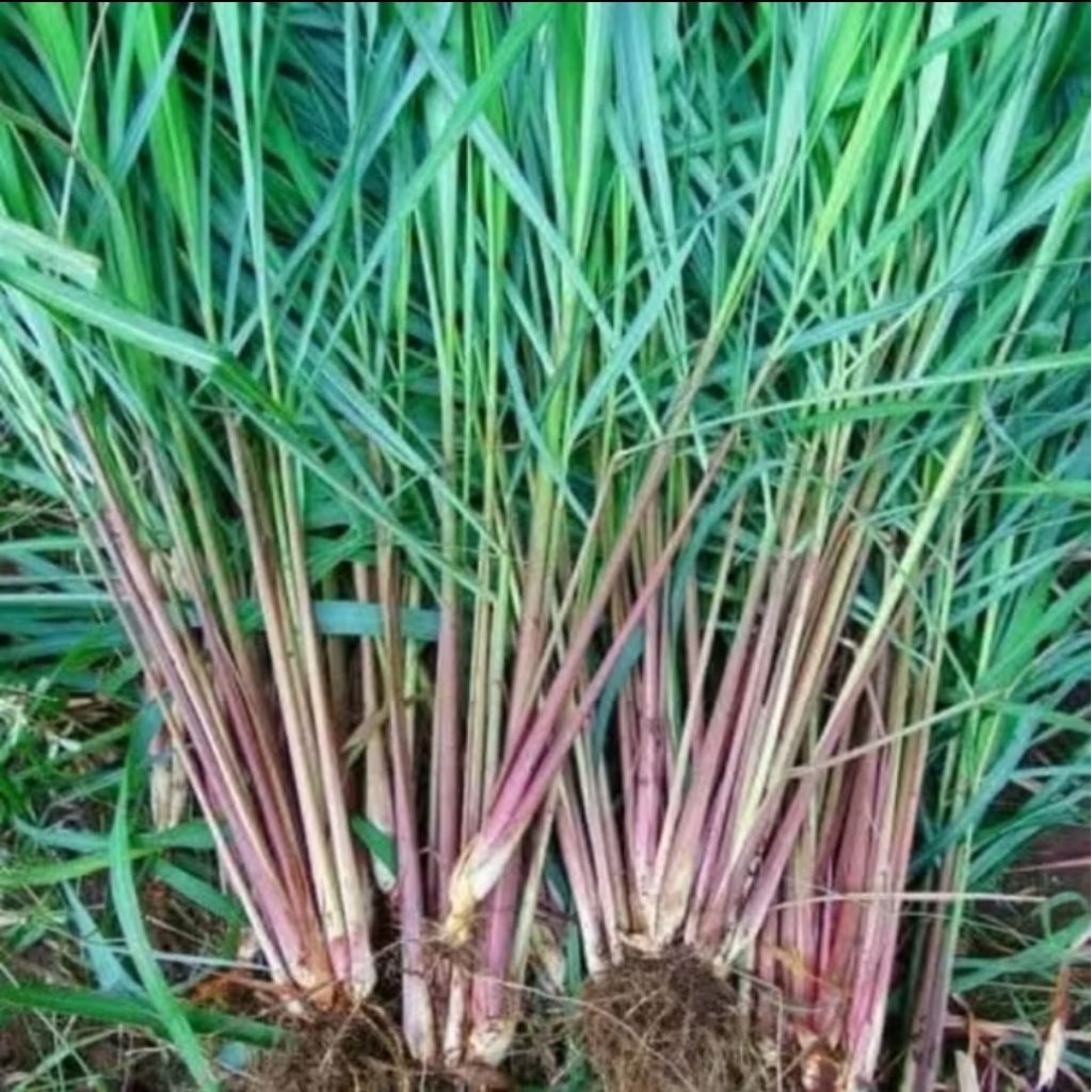 Bibi serai wangi | serai merah wangi 1pcs
