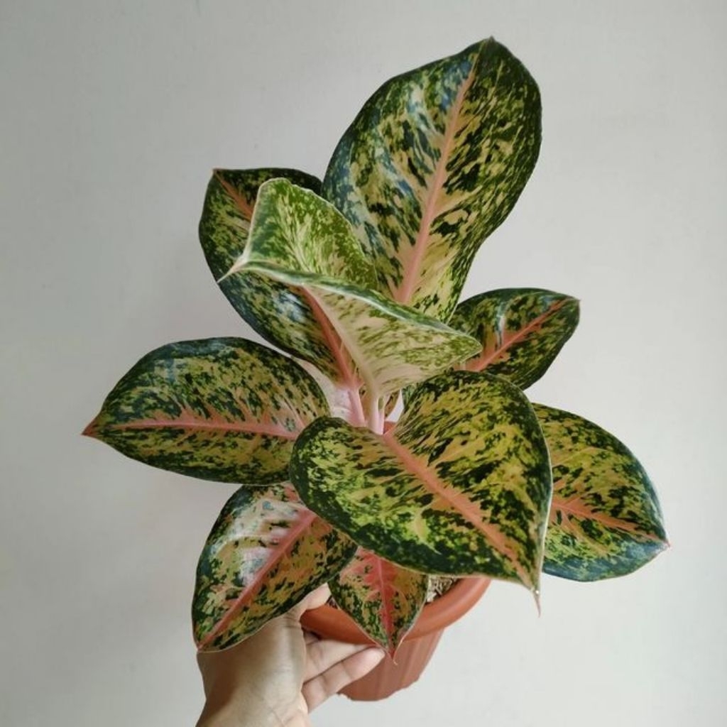 Aglonema Big Roy Jumbo Rimbun Daun Lebar Merah Elegan Siap Tanam