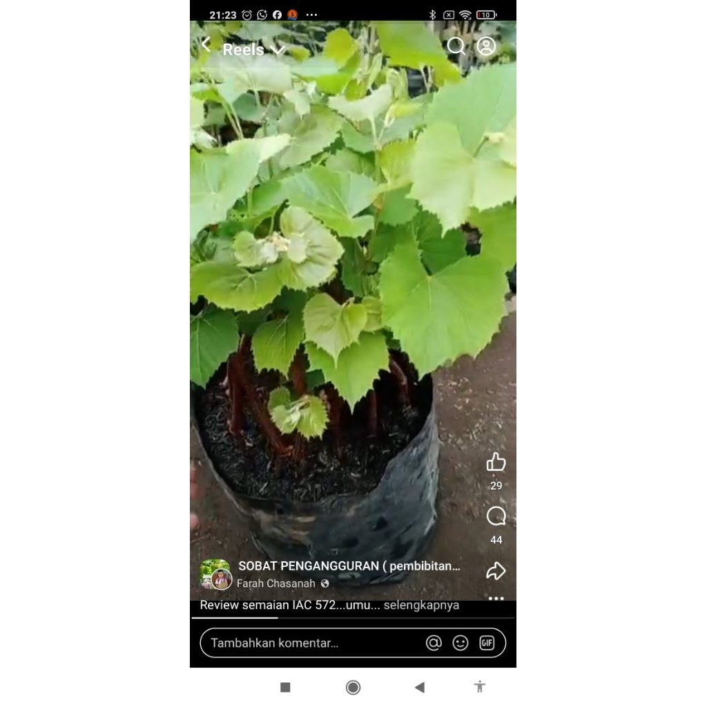 bibit anggur iac 572