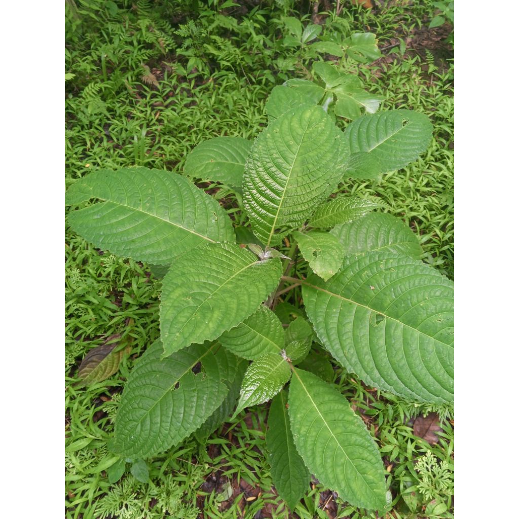 bibit stek trichantera gigantea / madre de agua / trikantera gigantea / ketum ayam
