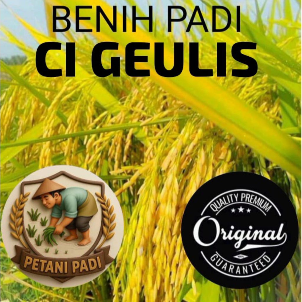 BENIH PADI CIGEULIS SUPER KEMASAN 5KG