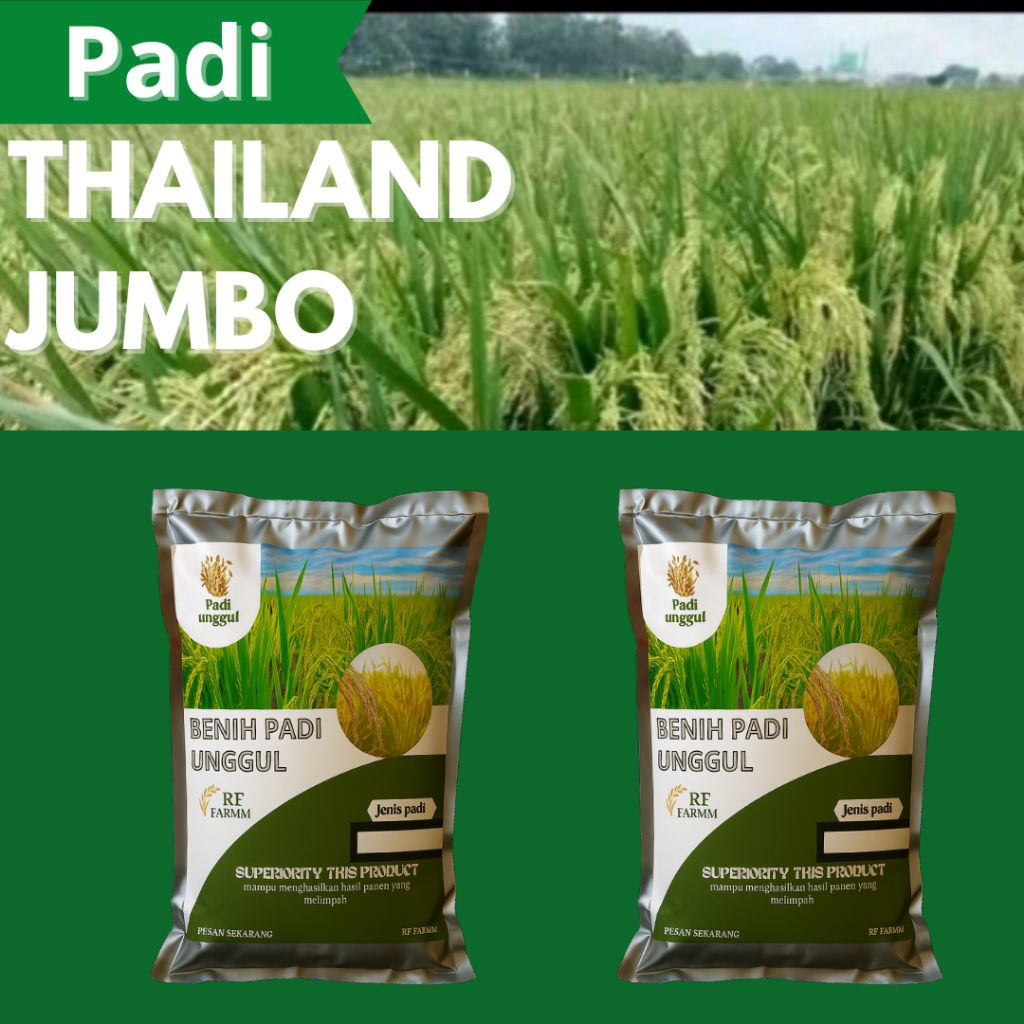 bibit padi unggul Thailand jumbo 2pcs original berkualitas