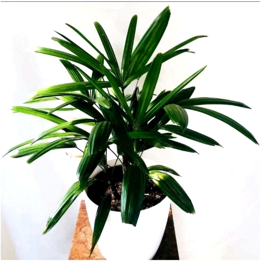 Tanaman Hias Palem Waregu Bibit Tanaman Palem Waregu