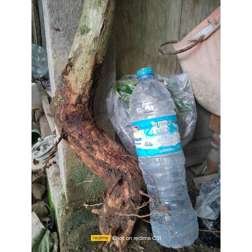 FRES DONGKEL TANAMAN DUWET/JAMBLANG BAHAN BONSAI SUPER
