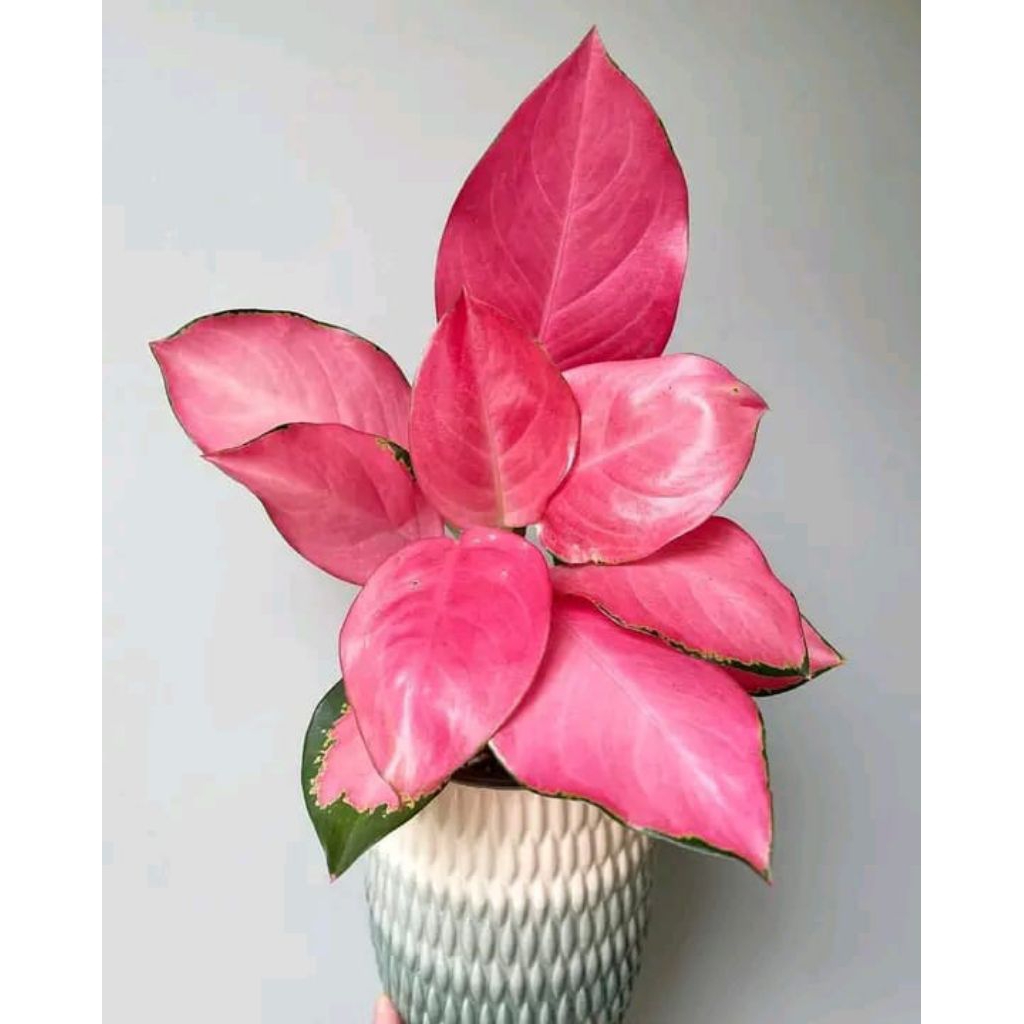 bunga aglonema suksom dan jenis lainnaya