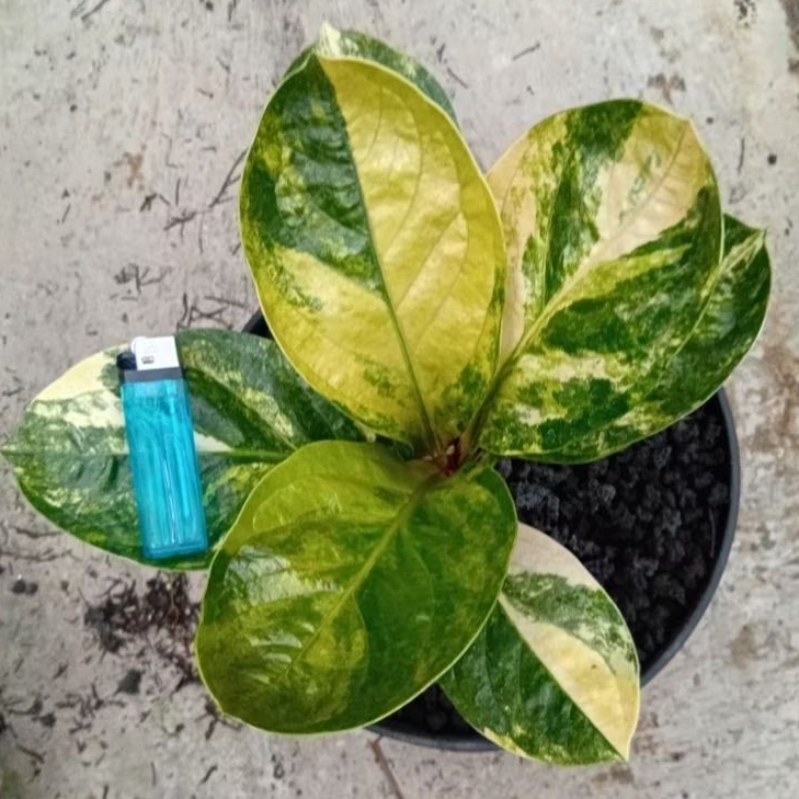 Anthurium Jemani Mangkok Varigata Hybrid Grandpa Real Pict