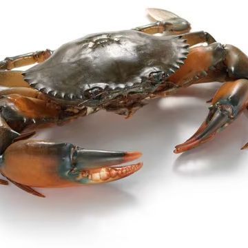 Kepiting Hidup Kepiting Segar Kepiting Bakau Jantan Betina Kepiting 1Kg Kepiting Telur Kepiting Capi