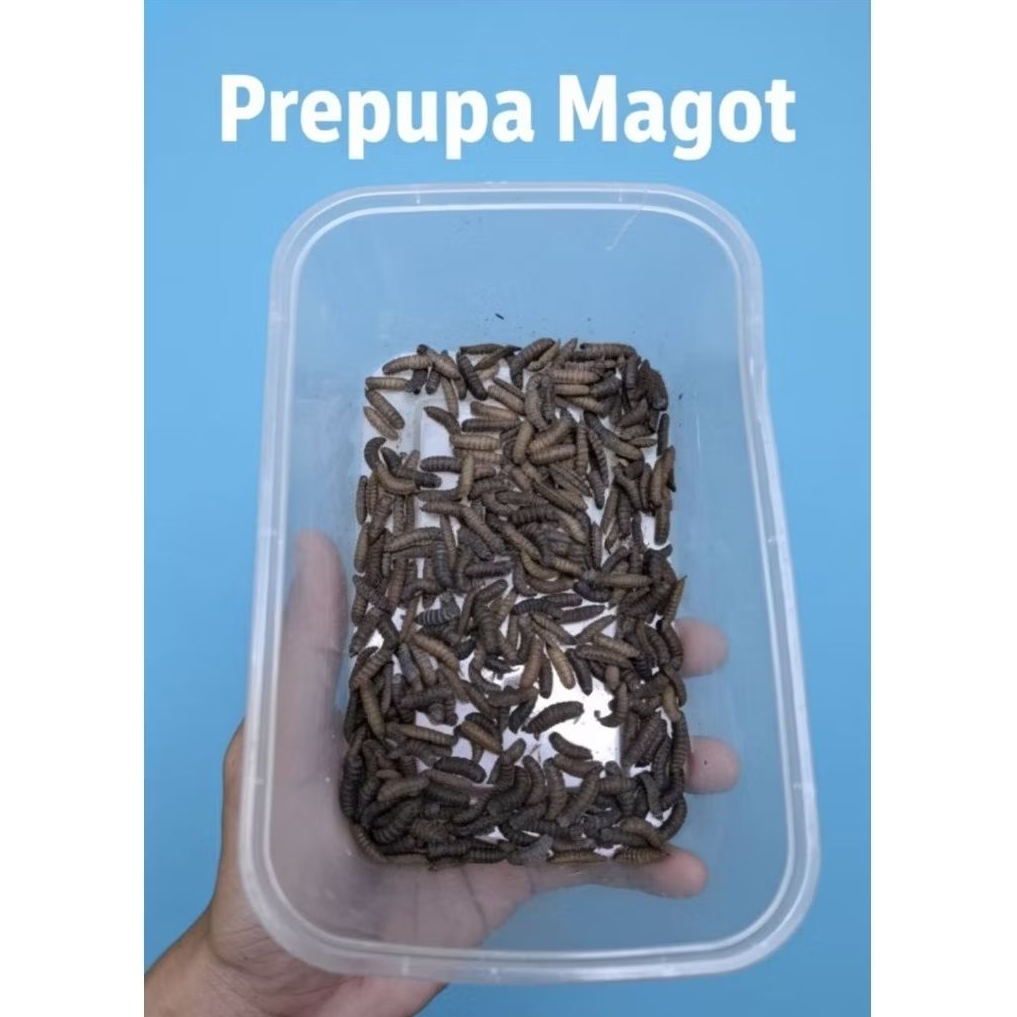 Prepupa Magot BSF 150 gram