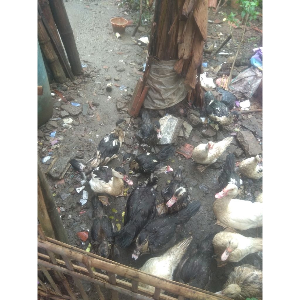 Entog jantan muda /ekor