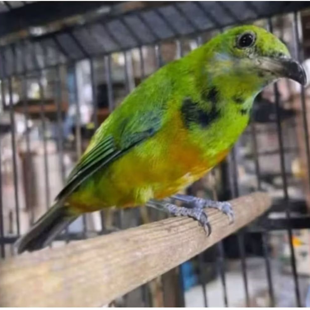 BURUNG C CUNGKOK TROTOL JANTAN