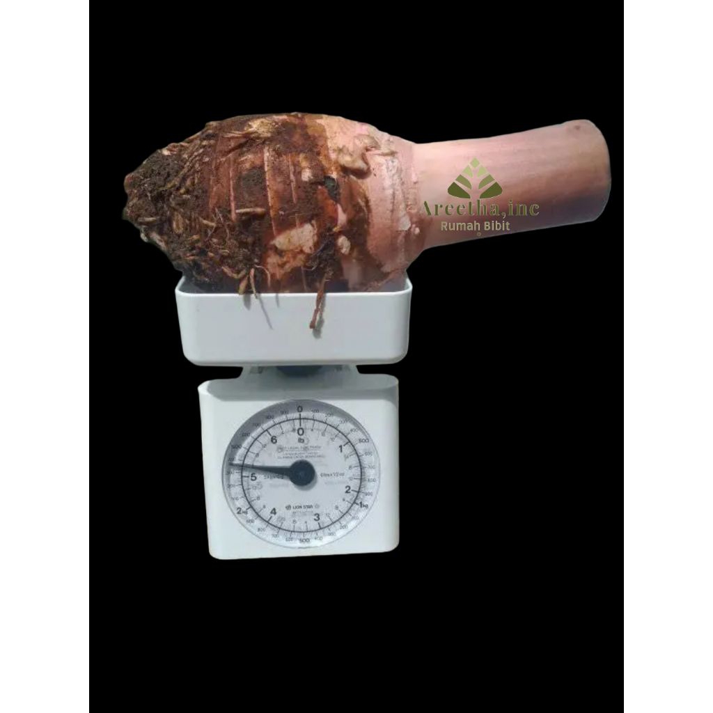 talas wangi asli bogor